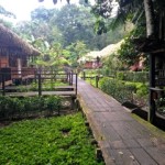 Sacha Lodge – Amazon Rainforest of Ecuador